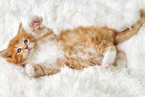 Poster Gato - Animais