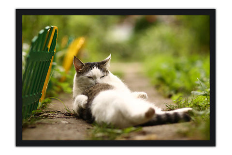 Poster Gato - Animais