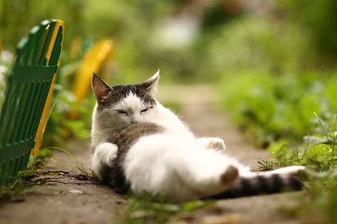 Poster Gato - Animais