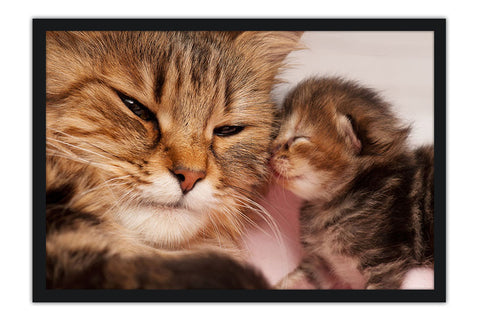 Poster Gato - Animais