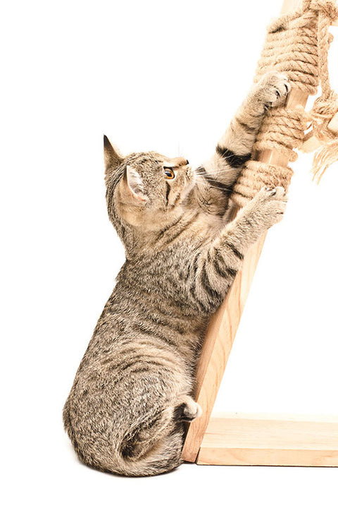 Poster Gato - Animais