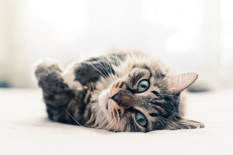 Poster Gato - Animais