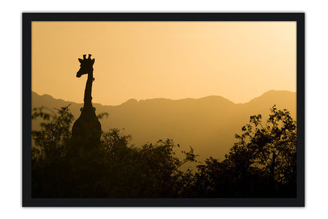 Poster Girafa - Animais