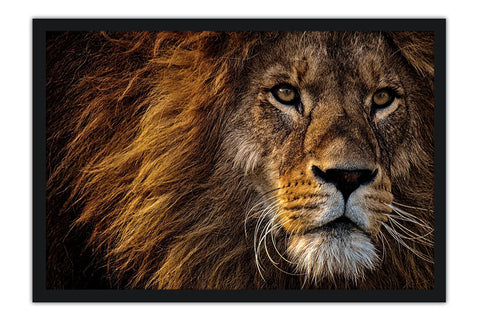 Poster Leão - Animais