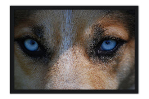 Poster Lobo - Animais