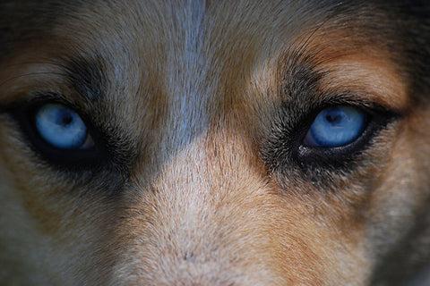 Poster Lobo - Animais