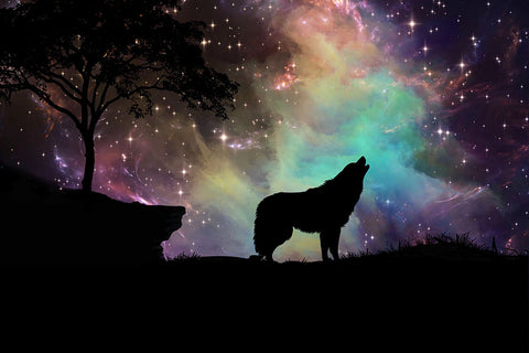 Poster Lobo - Animais
