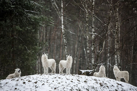 Poster Lobo - Animais