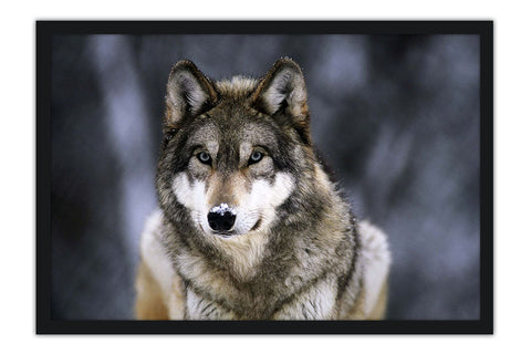 Poster Lobo - Animais