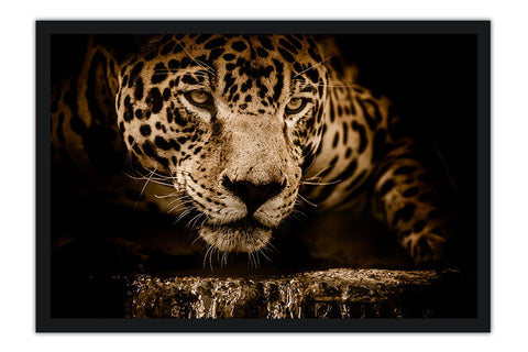 Poster Onça - Animais