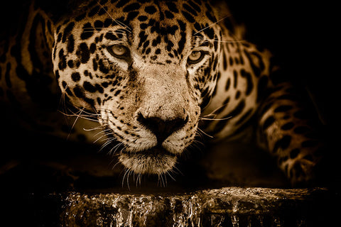 Poster Onça - Animais