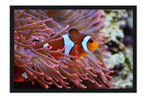 Poster Peixes - Animais