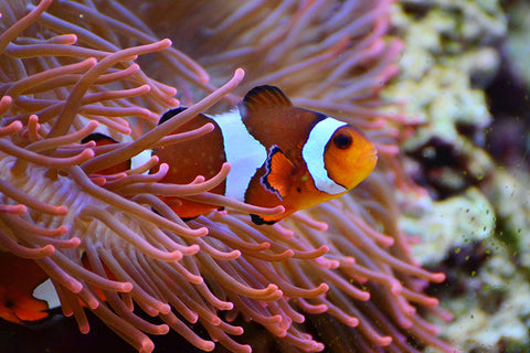 Poster Peixes - Animais