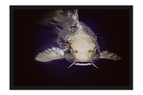 Poster Peixes - Animais
