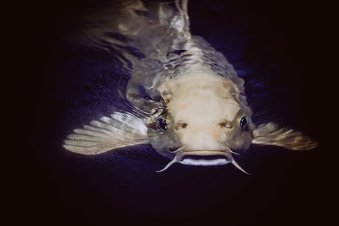 Poster Peixes - Animais