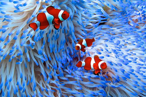 Poster Peixes - Animais