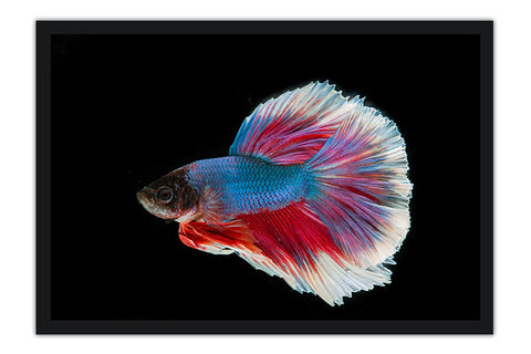 Poster Peixes - Animais
