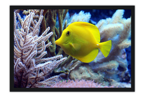 Poster Peixes - Animais