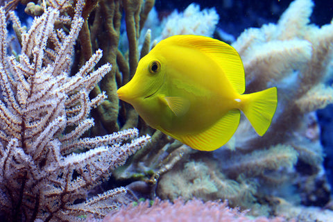 Poster Peixes - Animais