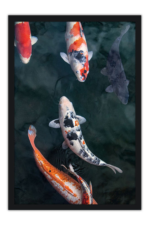 Poster Peixes - Animais