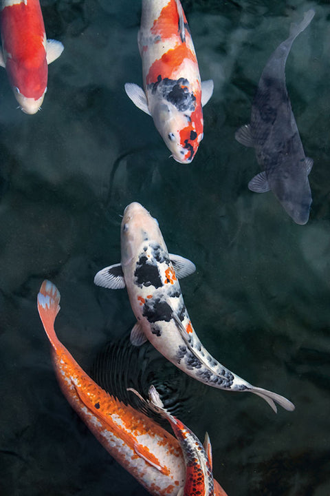 Poster Peixes - Animais