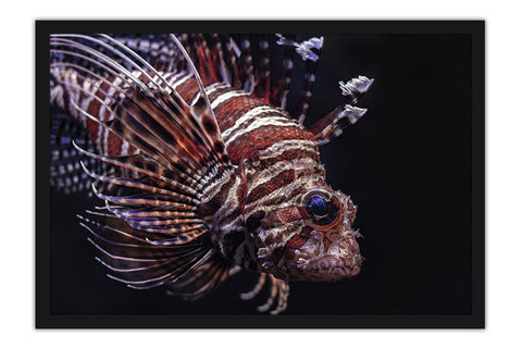 Poster Peixes - Animais