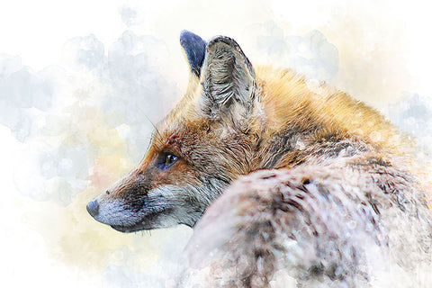 Poster Raposa - Animais