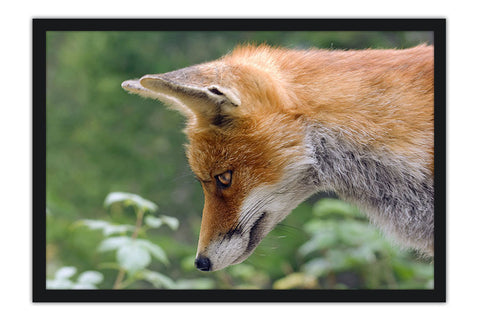 Poster Raposa - Animais
