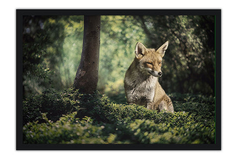 Poster Raposa - Animais