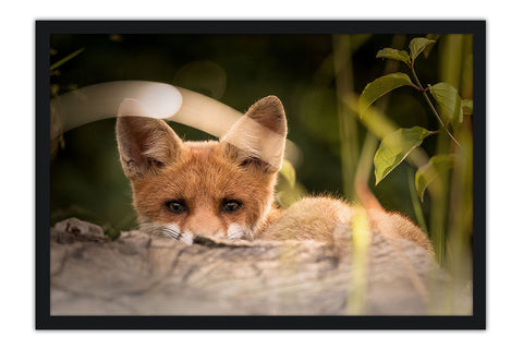 Poster Raposa - Animais