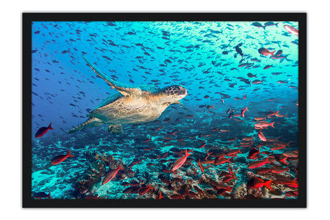 Poster Tartaruga - Animais