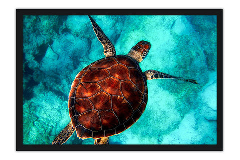 Poster Tartaruga - Animais