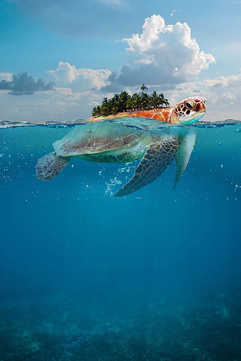 Poster Tartaruga - Animais