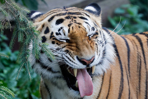 Poster Tigre - Animais