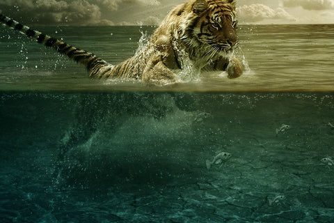 Poster Tigre - Animais