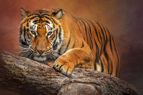 Poster Tigre - Animais