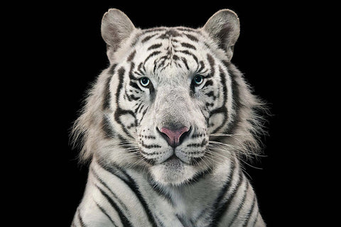Poster Tigre - Animais