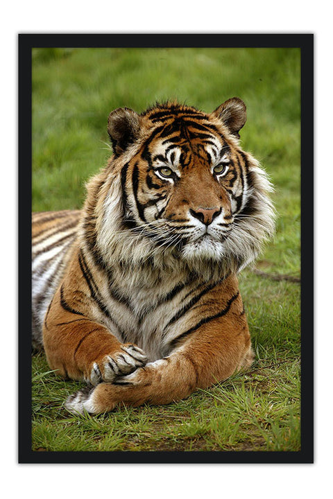 Poster Tigre - Animais
