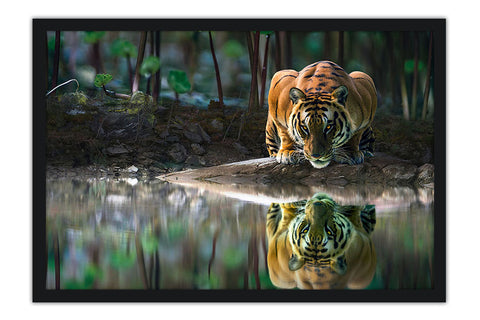 Poster Tigre - Animais