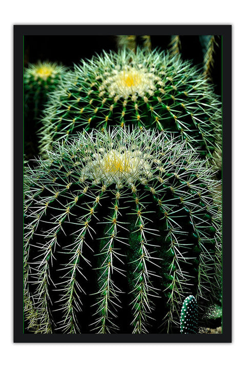 Poster Cactos - Flores