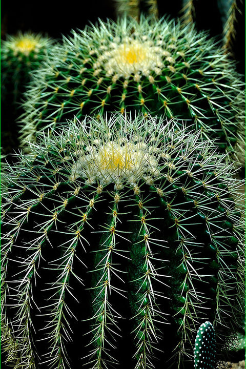 Poster Cactos - Flores
