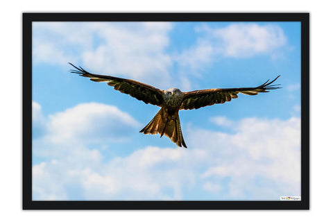 Poster Águia - Pássaros - Passarinhos - Aves - Animais