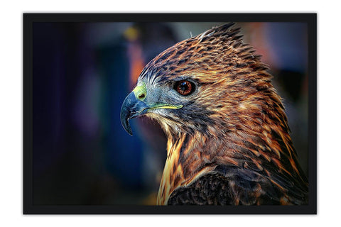 Poster Águia - Pássaros - Passarinhos - Aves - Animais