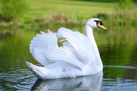 Poster Cisne - Pássaros - Passarinhos - Aves - Animais