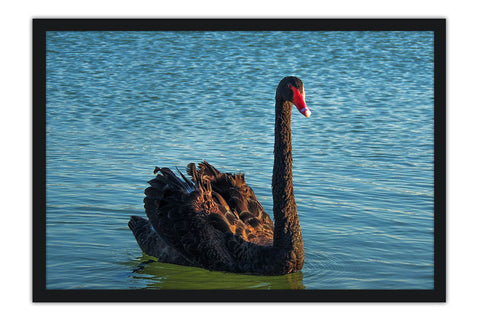 Poster Cisne - Pássaros - Passarinhos - Aves - Animais