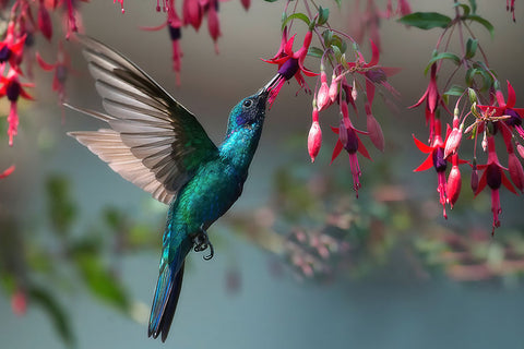 Poster Colibri - Beija Flor - Pássaros - Passarinhos - Aves - Animais