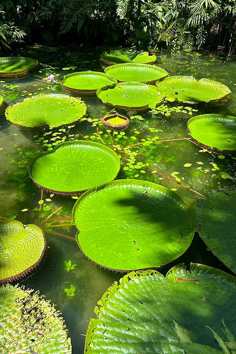 Poster Vitórias Régias Lago Verde Natureza - Fotografias - Pôster sem moldura