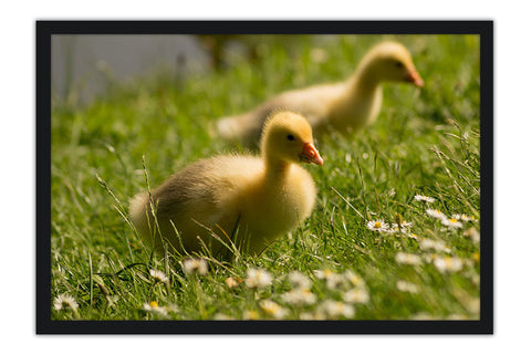 Poster Dois Patos Filhotes - Animais – Natureza