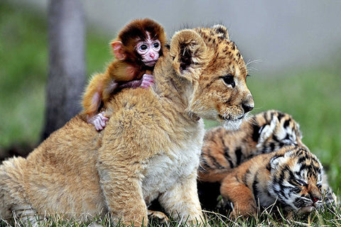 Poster Decorativo Tigre E Macaco Filhotes - Animais – Natureza