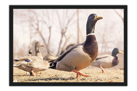 Poster Patos - Animais – Natureza